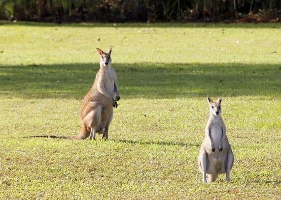 wallabees australia